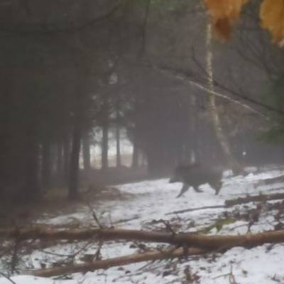 Wild boar driven hunt