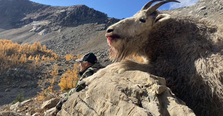 Rocky Mountain Goat Hunt '26