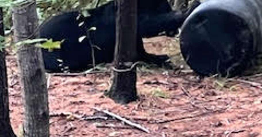 7 Day Guided Bear Hunt 2026