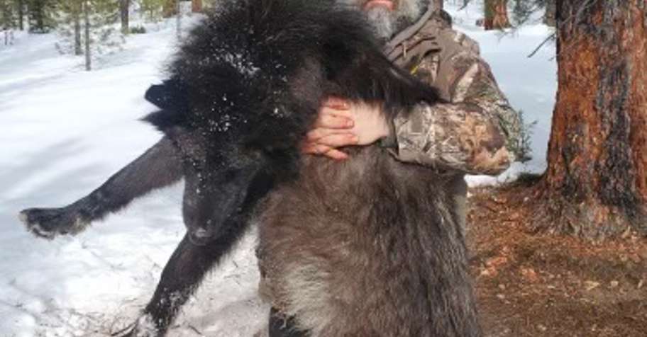 Idaho Wilderness Wolf Hunt