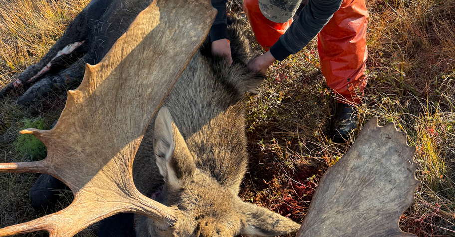 Newfoundland RUT Moose/Bear Combo '27