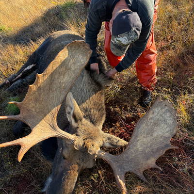 Newfoundland RUT Moose/Bear Combo '27