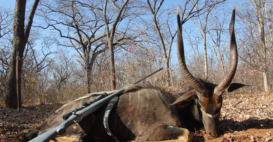 7 Day Greater Kudu & Nyala for 2 Hunters