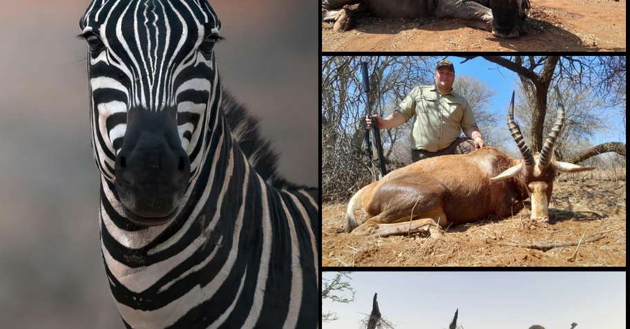 Bushveld Beginner - 4 Trophies