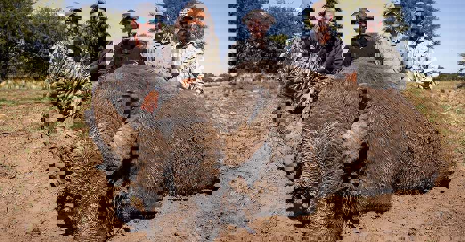 Buffalo, Axis & Fallow Deer Package