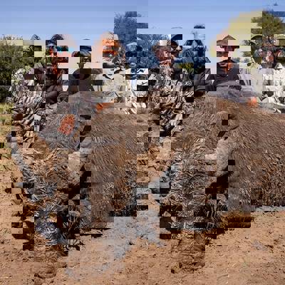 Buffalo, Axis & Fallow Deer Package