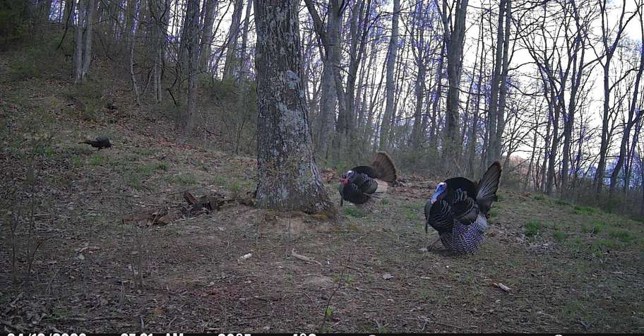 Spring Gobbler 4 2026