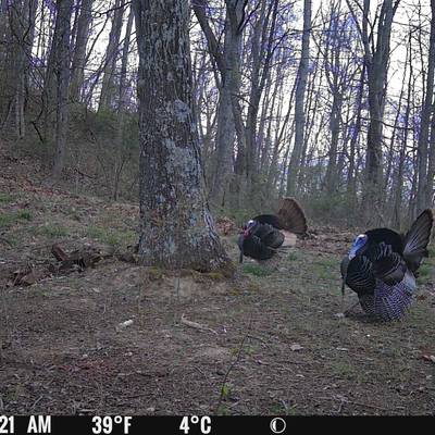Spring Gobbler 4 2026