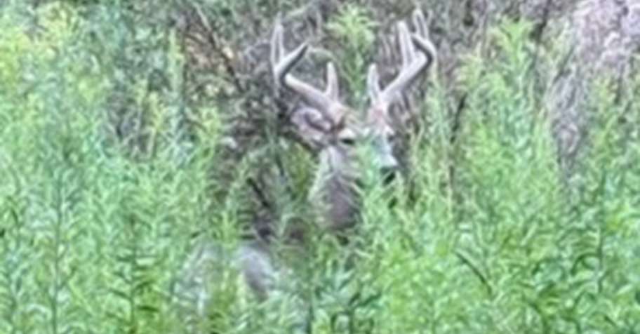 WHITETAIL DEER BUCK Rifle 4 DAY