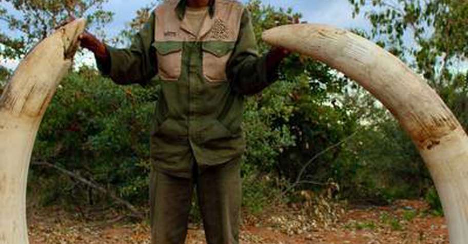 14 Day Elephant Safari (Moremi)