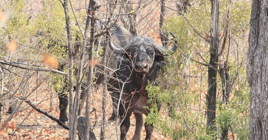 Leopard & Buffalo Hunt - Save Valley '26