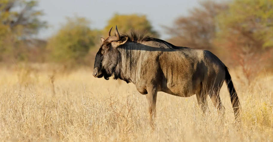 2: 1 Management Hunt + Blue Wildebeest