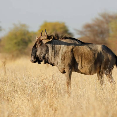 2: 1 Management Hunt + Blue Wildebeest