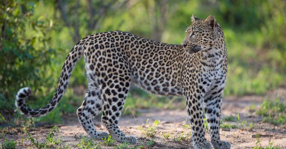 1 Tag for 2026: Luangwa Valley Leopard