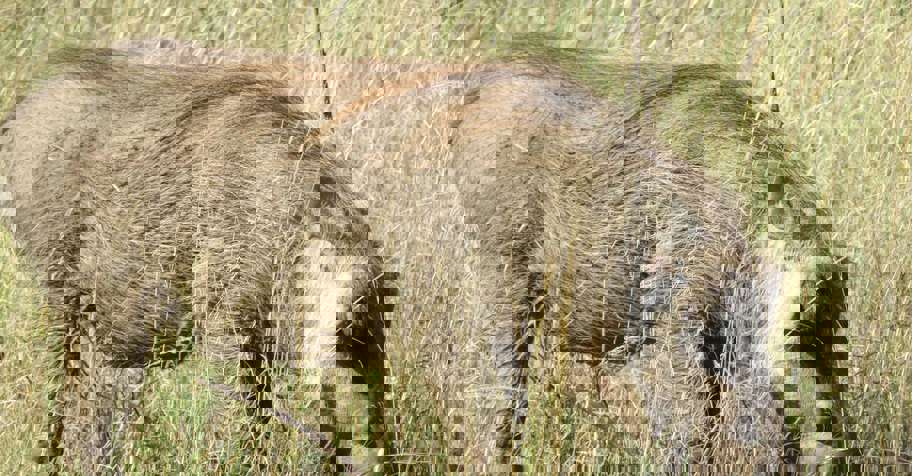 10 Animal Management Package