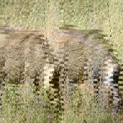 10 Animal Management Package