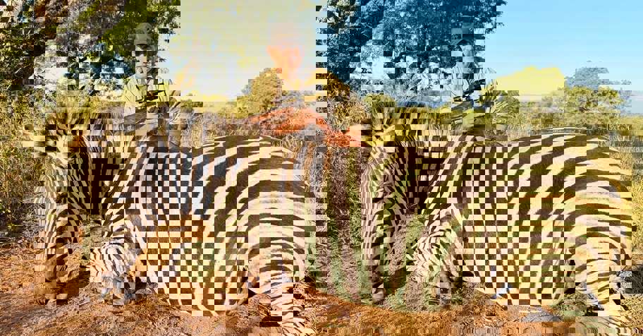 Couples hunt & Kruger Park