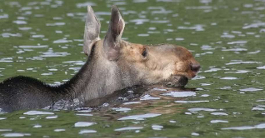Group Moose Hunt