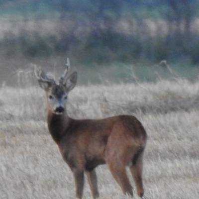 Roe Buck Hunting