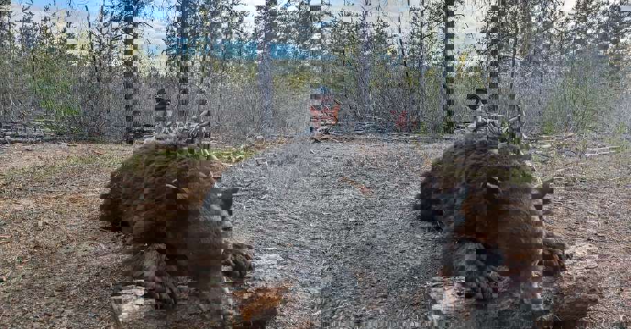 3:1 Northern Alberta Bear Hunt '2026