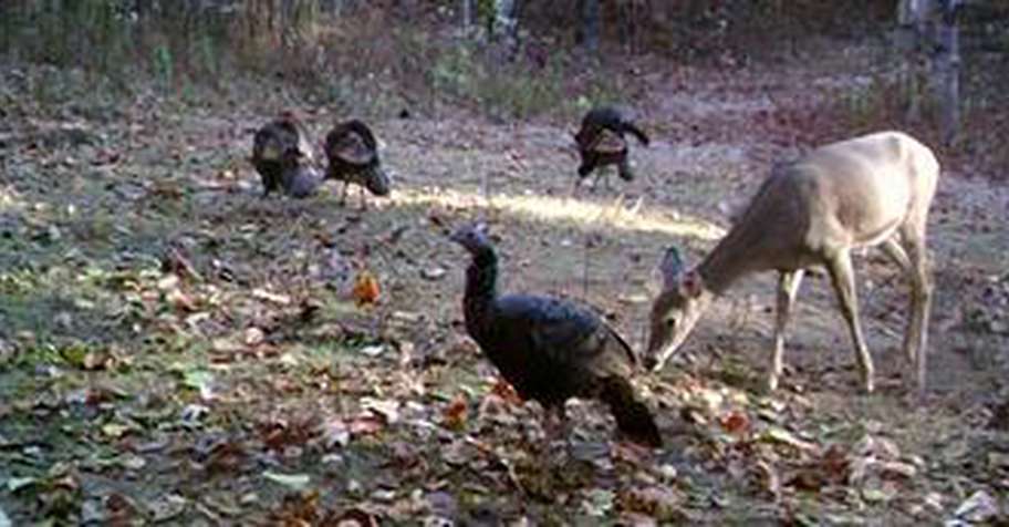 LAST MINUTE TURKEY - 2ND HUNT OF SEASON