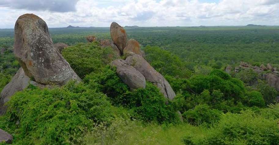 Tuskless Elephant & Buffalo
