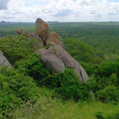 Tuskless Elephant & Buffalo