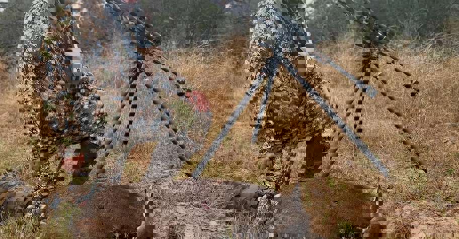 South Texas Whitetail Hunts- Meat Hunt