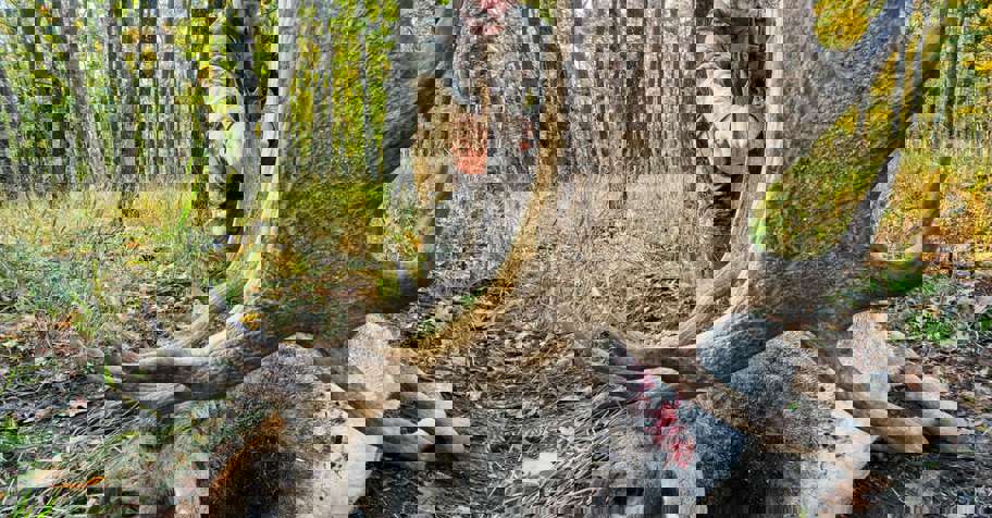 Fallow Deer Hunting in Romania