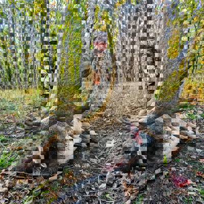 Fallow Deer Hunting in Romania