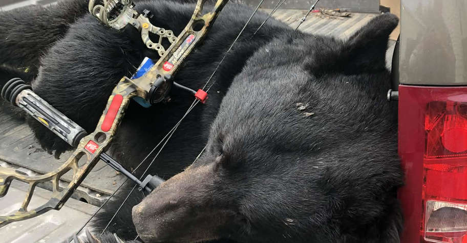 Fall Black Bear- Bow & Crossbow