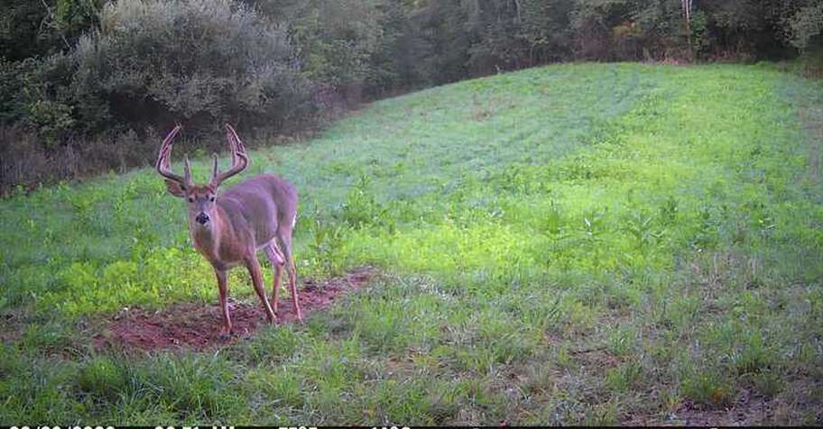 WHITETAIL DEER BUCK Archery 7 DAY HUNT