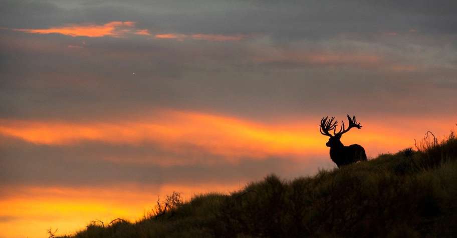 Free-range Red Stag in Patagonia