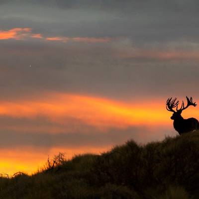 Free-range Red Stag in Patagonia