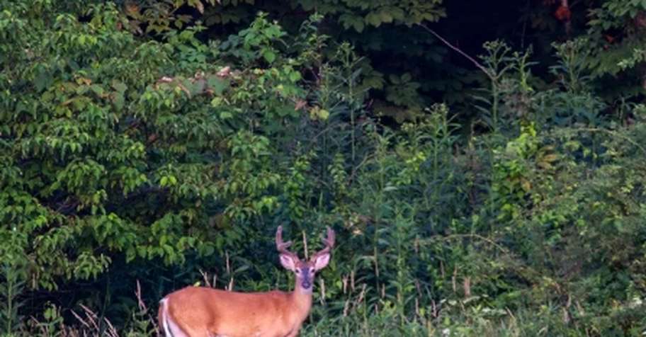 Whitetail Deer Hunt