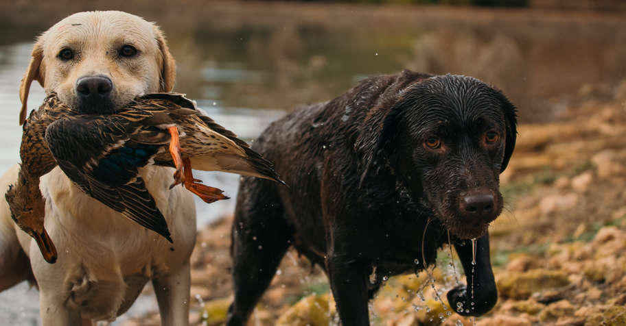 FEBRUARY 28 Th.REAL Duck Shooting Spain