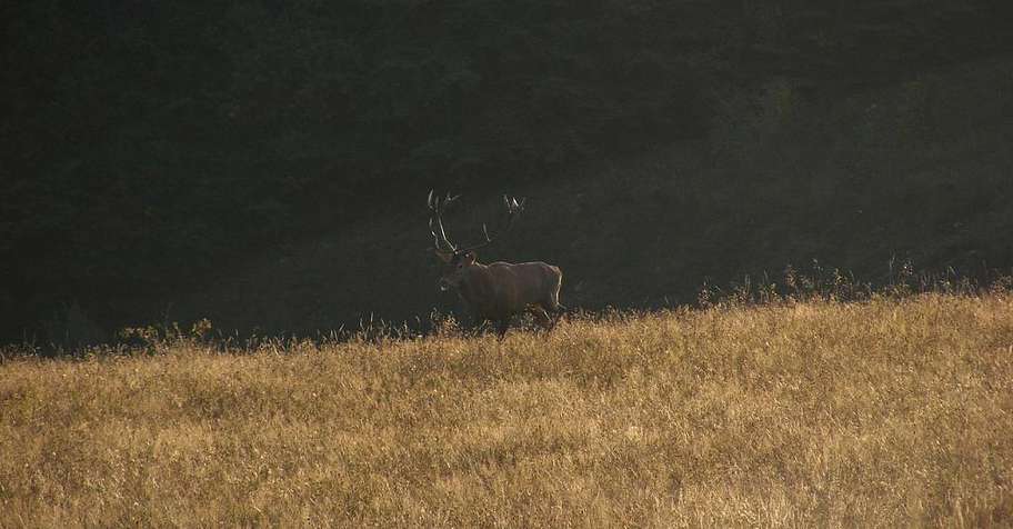 Chamois and red stag fix price package