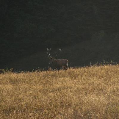 Chamois and red stag fix price package