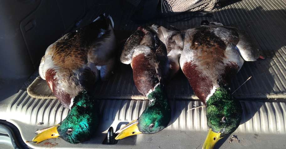 Late Season Duck/Goose/Snipe Hunt