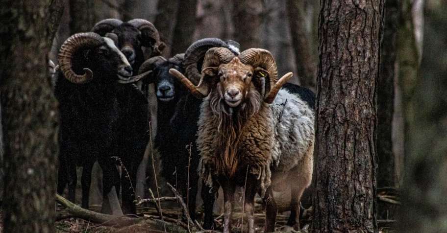 Corsican Sheep Hunt 2026