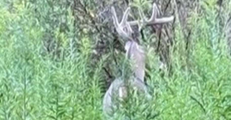 WHITETAIL DEER BUCK Archery 4 RUT 2026