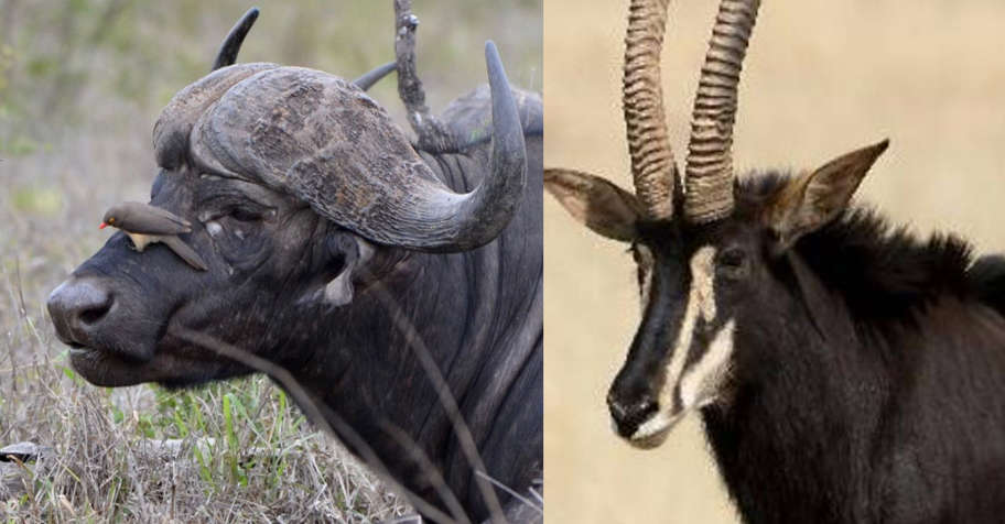 Buffalo & Sable 2026 Package