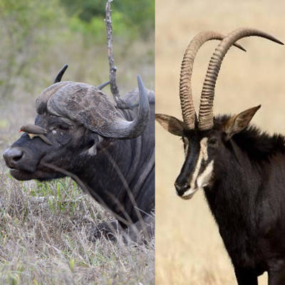 Buffalo & Sable 2026 Package