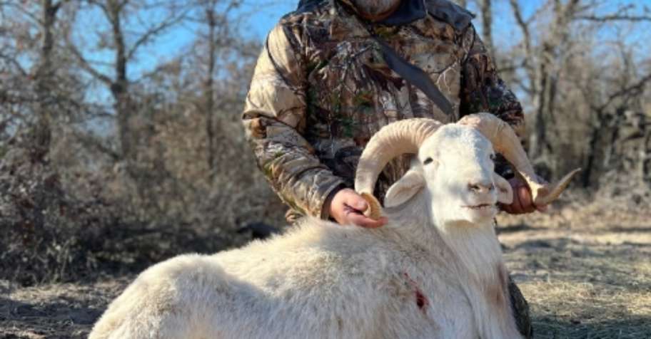 Hunt Black Hawaiian Rams Year Round