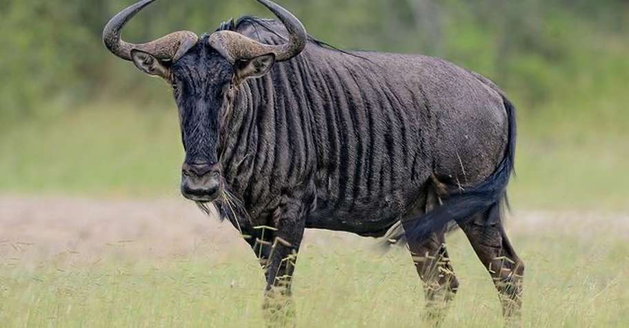 Limpopo Classic Plains Game – 5 Animals