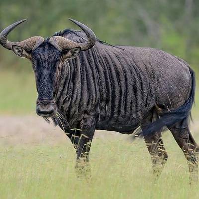 Limpopo Classic Plains Game – 5 Animals