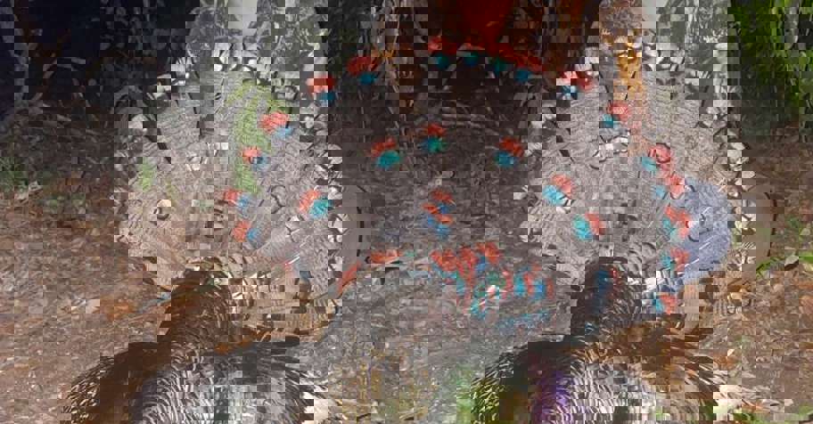 Ocellated Turkey & Add-On Species '26