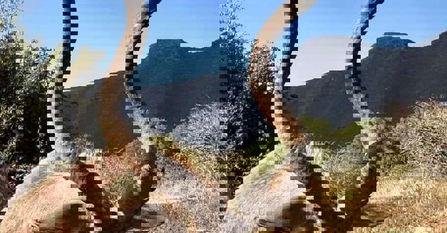 Eastern Cape Kudu Package