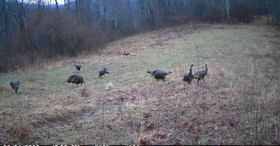 Spring Gobbler Youth Hunt 2026