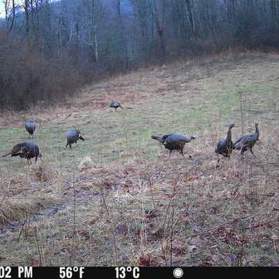 Spring Gobbler Youth Hunt 2026
